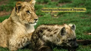 The Unbelievable Power of Hyenas | The Best of Hyena Attacks on Lions