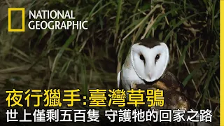 【夜行獵手：臺灣草鴞】守護僅剩不到五百隻臺灣草鴞-全片線上看