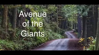 Avenue of the Giants - 4K Scenic Drive