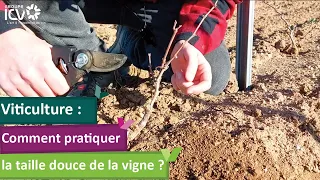 Comment pratiquer la taille douce de la vigne ?