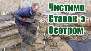 Чистимо ставок з осетром