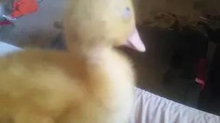 What's wrong with my duck?!