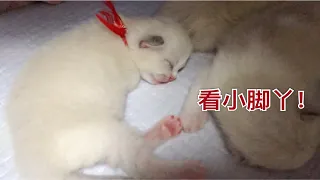 【布偶猫】奶猫日记第五篇：小奶猫们都睁眼啦！奶呼呼圆滚滚！擦鼻血手绢准备好，阿伟他又反复去世啦！