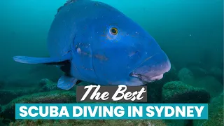 The Best Scuba Diving in Sydney