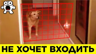 Животные, Которые Видят Больше, Чем Люди