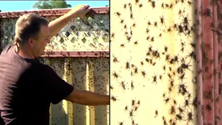 Thousands of Spiders Flee Floods in Australia