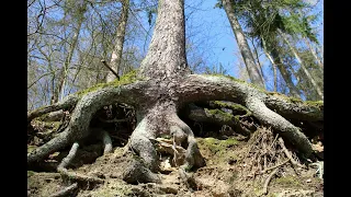 even a scrawny tree also enlives the landscape