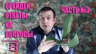 ОРХИДЕИ. №3 ОТВЕТЫ НА ВОПРОСЫ. ПРЯМЫЕ ТРАНСЛЯЦИИ