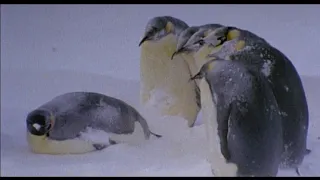 The nesting and incubation of emperor penguins
