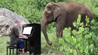 Elderly Elephant Starts Crying When Man Plays Piano For Her