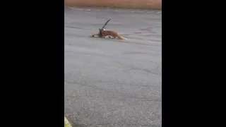 Fox vs Goose