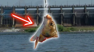 This MASSIVE Bait Hooked A Spillway MONSTER!