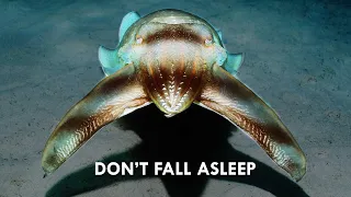 Cuttlefish use Hypnosis to Hunt