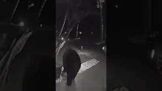 Caught Red-Pawed | Bear Caught Stealing Food on Camera! 🐻🍔