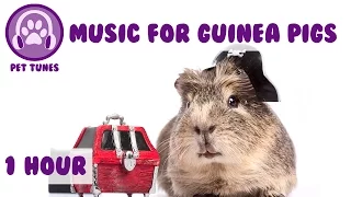 1 Hour of Calming Relaxation Music for Guinea Pigs! Guinea Pig Music to Relax Your Pets