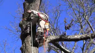 Climbing and Cutting a Giant Oak Tree