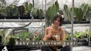 All of my baby anthuriums tour