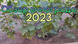 Обзор винограда на 15 июля 2023 года , основные моменты по уходу за виноградом в июле