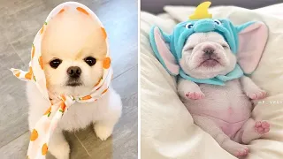 Tik Tok Chó Phốc Sóc Mini | Funny and Cute Pomeranian Videos #32