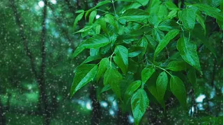 Sleep to Rainstorm in a Park | 10-Hour Rain White Noise