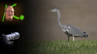 Graureiher - Ardea cinerea