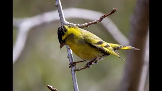 Grönsiska/Eurasian Siskin