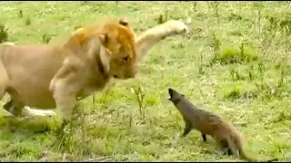 Ozzy Man Reviews: Mongoose vs Lions