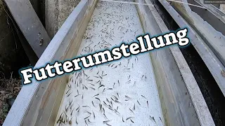 Futterumstellung bei den Seeforellen