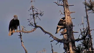 FOBBV🦅The Sights & Sounds Of Big Bear🎶Jackie & Shadow Together In The Favorite Trees🌲2024-04-17