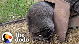 Obese Raccoons Go On A Diet — And It Works! | The Dodo