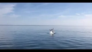 Travemünde: Ein Delfin in der Ostsee