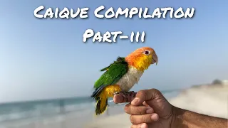 Caique Parrot Compilation Part-3 for Tips, Tricks and Funny Videos || Indian Ringneck