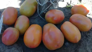 Обзор томатов на 15 августа 2022 года.
