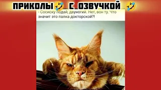 подай сосиску и смотри смешные картинки мемы котики приколы с озвучкой 🤣