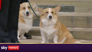 Queen's corgis bid farewell to their owner at Windsor Castle
