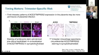 NEW VIDEO - COVID-19 Vaccination in Pregnancy: Optimizing for Mom & Baby with Dr. Andrea Edlow