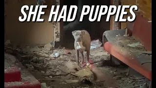 Trapped by Stray Dog Inside Abandoned Church