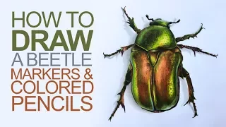 Drawing with Markers and Colored Pencils - Beetle Illustration