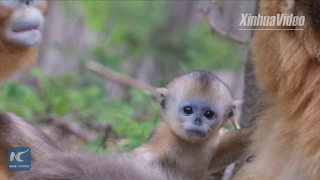 So cute! Number of rare golden snub-nosed monkeys triples in China's Shennongjia
