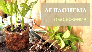 №105. Аглаонема. Омоложение старого куста с черенкованием и делением.