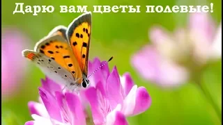 Дарю вам цветы полевые! Позитив для друзей. Красивая музыка.