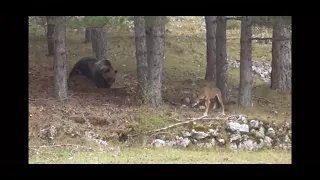 Orso combatte con lupo per difendere il suo pasto