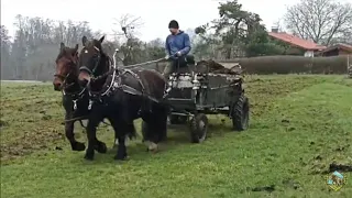 Spreading manure