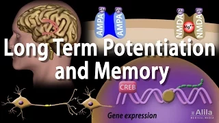 Long Term Potentiation and Memory Formation, Animation