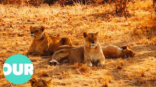 An Adult Male Lion Is Introduced To An All Female Pride | Lion Country Ep10 | Our World