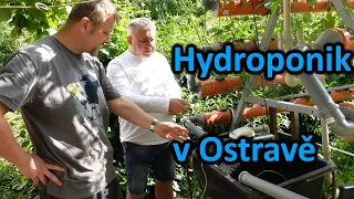 Hydroponické jahody v Ostravě?