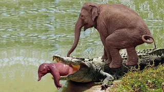 Die Elefantenmutter greift das Krokodil sehr hart an, um ihr Baby zu retten