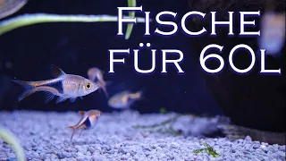 3 Fisch-Arten für dein 60l Aquarium - Fischvorstellung | Aquado-Zoo Dortmund