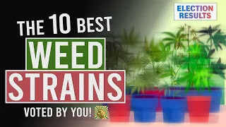 The 10 BEST WEED Strains Voted for by YOU!