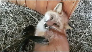 Alice the fox. How a fox brings up fox cubs.